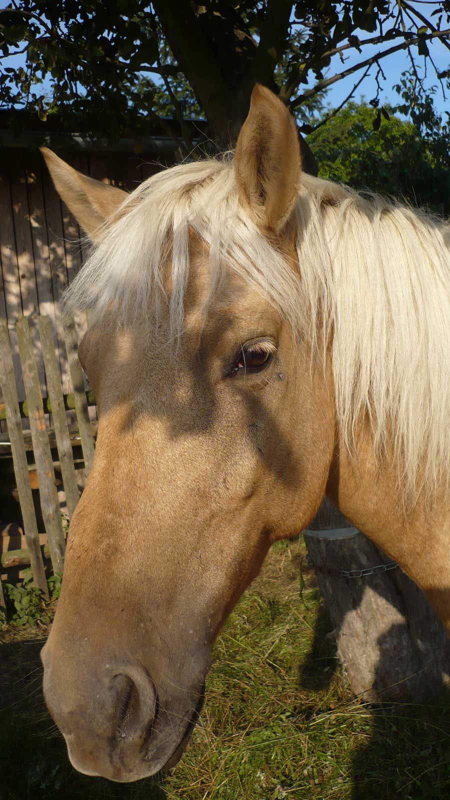 Šošek