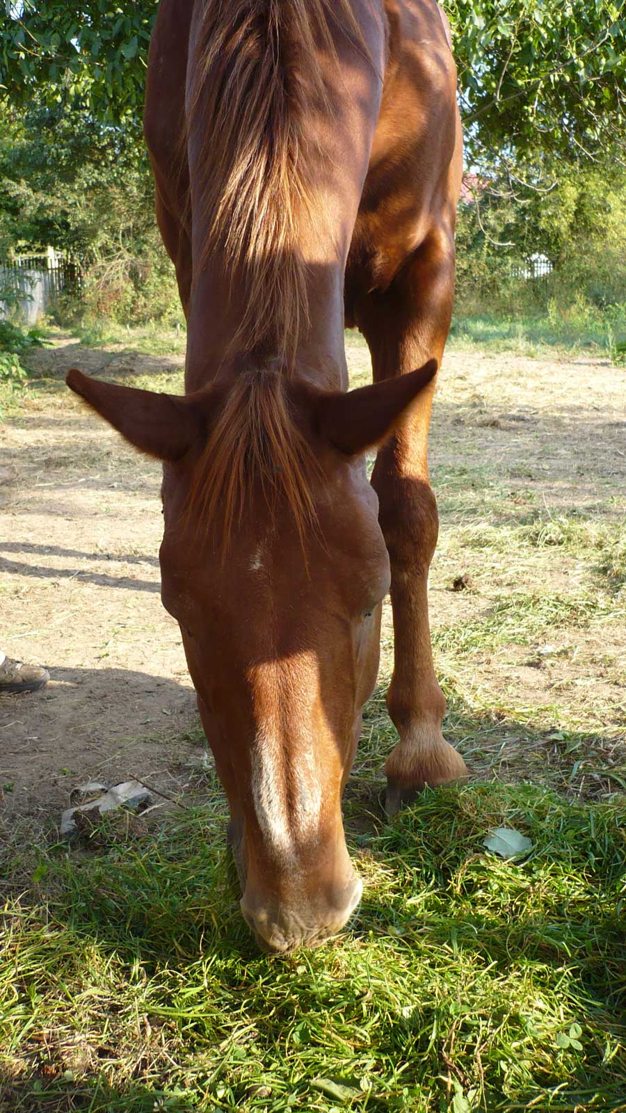 Maxík