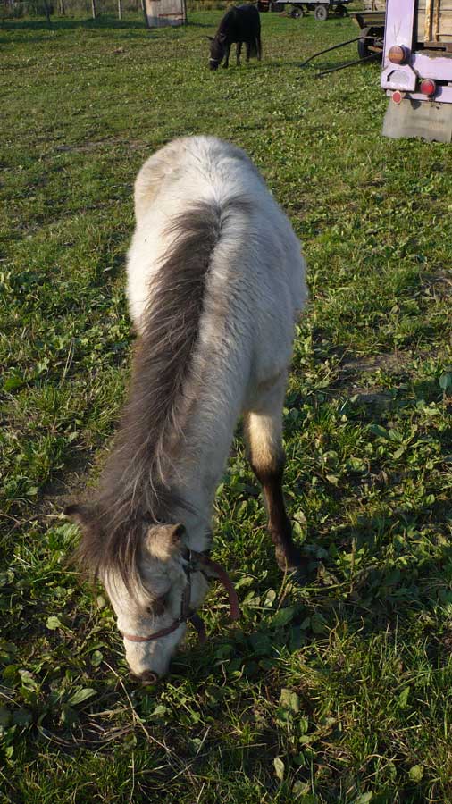 Lucík