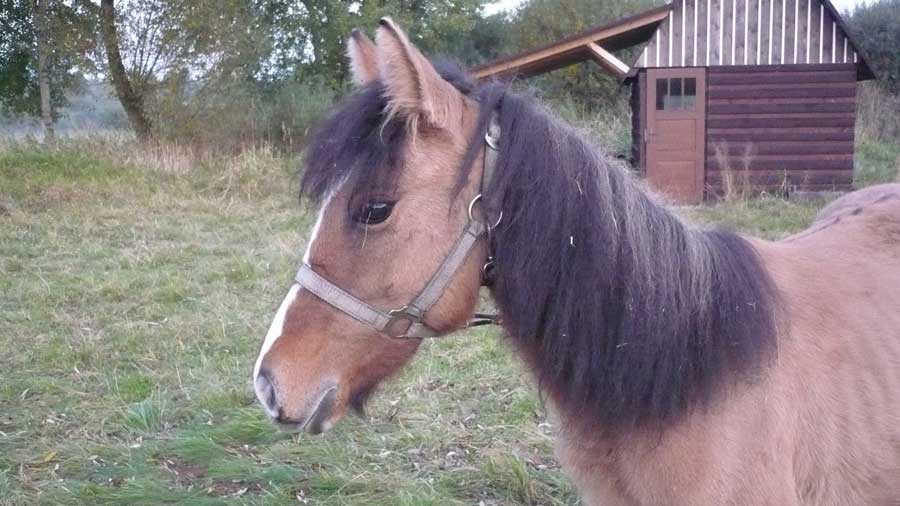 Darča