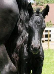 Obrazek