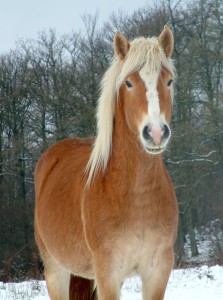 Obrazek